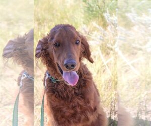 Goldendoodle Dogs for adoption in Laramie, WY, USA