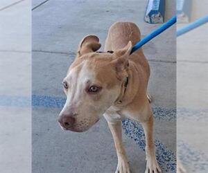 American Pit Bull Terrier Dogs for adoption in Bakersfield, CA, USA