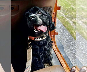 Cocker Spaniel Dogs for adoption in Harrison, AR, USA