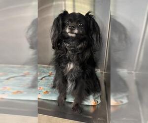 Chihuahua Dogs for adoption in Fort Lauderdale, FL, USA