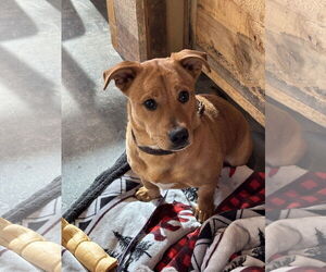 Mutt Dogs for adoption in Minneaoplis, MN, USA