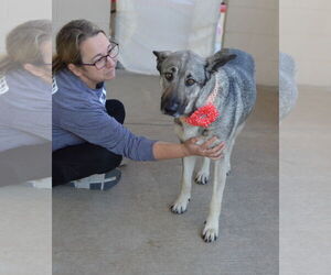 German Shepherd Dog-Unknown Mix Dogs for adoption in McKinney, TX, USA