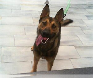 German Shepherd Dog Dogs for adoption in Charlotte, NC, USA