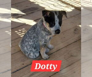 Red Heeler-Unknown Mix Dogs for adoption in The Woodlands, TX, USA