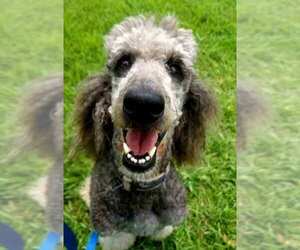 Poodle (Standard) Dogs for adoption in Alexandria, VA, USA