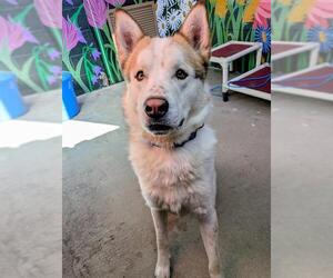 Siberian Husky Dogs for adoption in Frisco, CO, USA