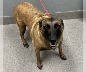 Mutt Dogs for adoption in Las Vegas, NV, USA