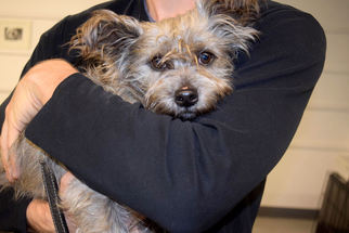 Skye Terrier Dogs for adoption in West Hollywood, CA, USA