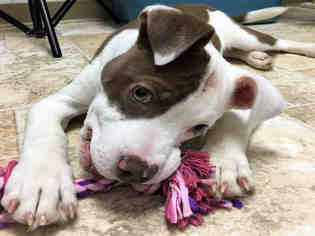 American Staffordshire Terrier Dogs for adoption in Lufkin, TX, USA