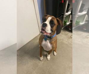 Boxer Dogs for adoption in Lewistown, PA, USA