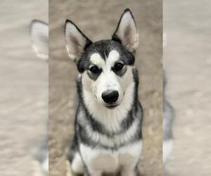 Siberian Husky Dogs for adoption in West Valley, UT, USA