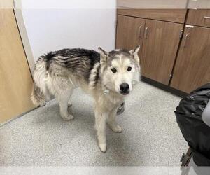 Siberian Husky Dogs for adoption in Fort Collins, CO, USA