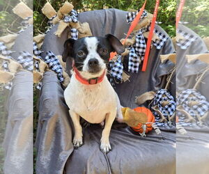 Chihuahua-Unknown Mix Dogs for adoption in Missouri City, TX, USA