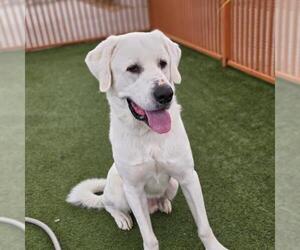 Great Pyrenees-Unknown Mix Dogs for adoption in Las Vegas, NV, USA