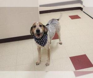 Bluetick Coonhound Dogs for adoption in Waynesboro, PA, USA