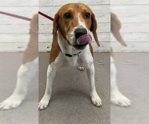 Beagle-Unknown Mix Dogs for adoption in San Bernardino, CA, USA