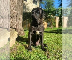Neapolitan Mastiff Dogs for adoption in Eden Prairie, MN, USA