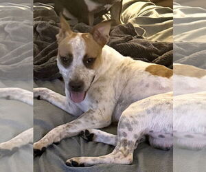 Miniature Pinscher Dogs for adoption in Oakland Park, FL, USA