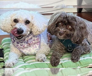 Pekingese-Unknown Mix Dogs for adoption in oakland, FL, USA