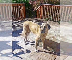 Anatolian Shepherd Dogs for adoption in Albany, OR, USA