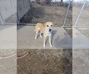 Labrador Retriever-Unknown Mix Dogs for adoption in Maquoketa, IA, USA