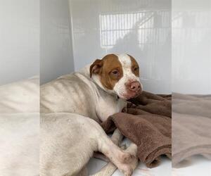 Mutt Dogs for adoption in Sanford, FL, USA