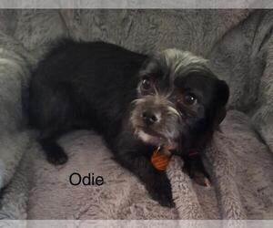 Mutt Dogs for adoption in Colorado Springs, CO, USA