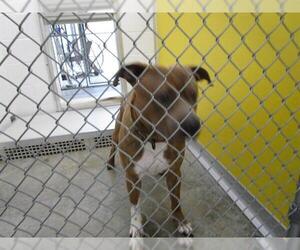 American Pit Bull Terrier Dogs for adoption in Temple, TX, USA