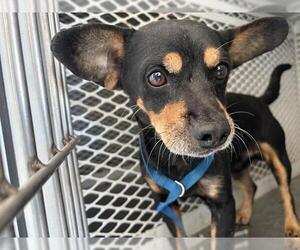 Chihuahua Dogs for adoption in Bakersfield, CA, USA