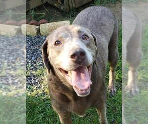 Labrador Retriever Dogs for adoption in Wetumpka, AL, USA