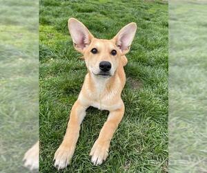 Carolina Dog-Unknown Mix Dogs for adoption in Lee's Summit, MO, USA