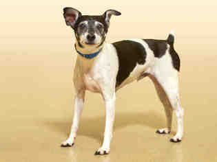 Rat Terrier Dogs for adoption in Vero Beach, FL, USA