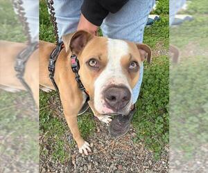American Pit Bull Terrier Dogs for adoption in Woodland, CA, USA