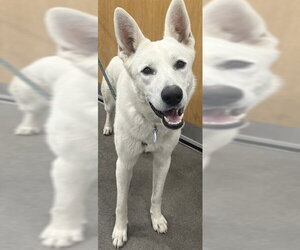 Siberian Husky Dogs for adoption in Forestville, MD, USA