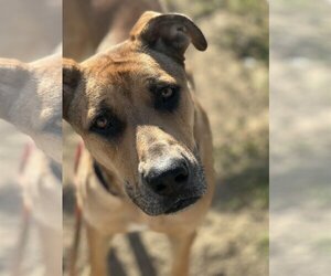 Great Dane-Unknown Mix Dogs for adoption in Chandler, AZ, USA