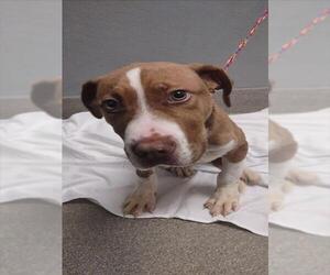 American Pit Bull Terrier-Unknown Mix Dogs for adoption in Las Vegas, NV, USA