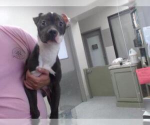 American Boston Bull Terrier Dogs for adoption in Pasadena, TX, USA