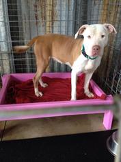 American Pit Bull Terrier Dogs for adoption in Sarasota, FL, USA