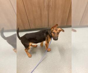 German Shepherd Dog-Unknown Mix Dogs for adoption in Baytown, TX, USA