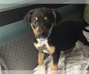 Chipin Dogs for adoption in Holly Springs, NC, USA