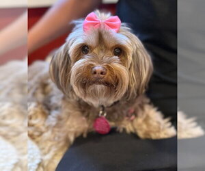 Mutt Dogs for adoption in Bellevue, WA, USA