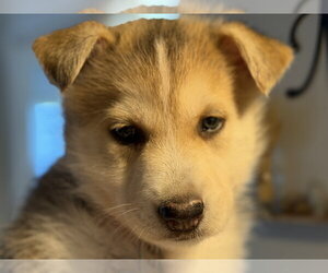 Siberian Husky-pomeranian spitz Mix Dogs for adoption in Holly Springs, NC, USA