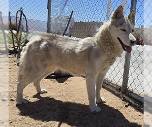 Siberian Husky Dogs for adoption in HESPERIA, CA, USA