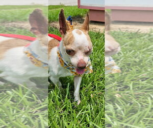 Chihuahua-Unknown Mix Dogs for adoption in Raleigh, NC, USA