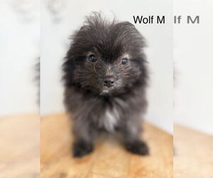 Pomeranian-Unknown Mix Dogs for adoption in Studio City, CA, USA