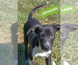 Borador Dogs for adoption in Newark, DE, USA