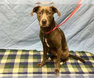 Blue Lacy Dogs for adoption in Houston, TX, USA