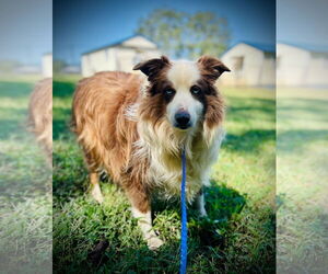Australian Shepherd Dogs for adoption in Pacolet, SC, USA