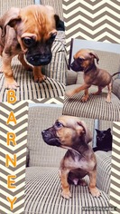 Boxador Dogs for adoption in Lawton, OK, USA