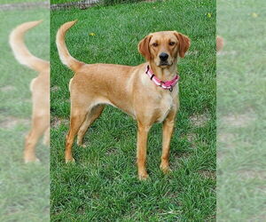Labrador Retriever Dogs for adoption in Walnutport, PA, USA